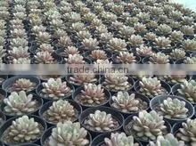 Graptoveria Amethorum