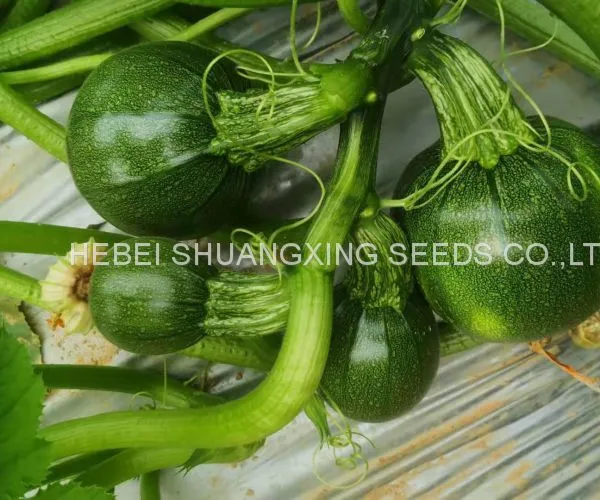 Dark Green Round Shape Hybrid Squash Seeds With Good Package photo-4