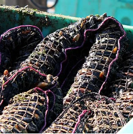 Tubular Polyethylene Net Mussel Mesh photo-2