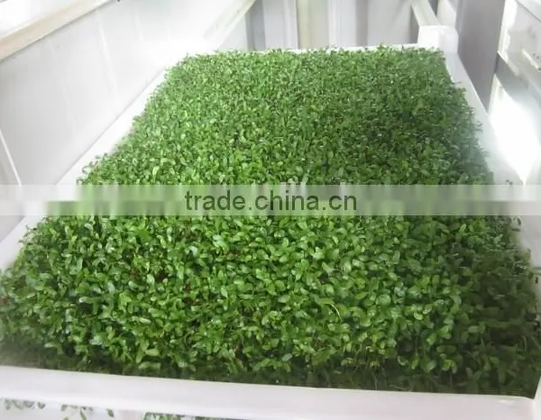 Best Sale Barley Sprouter Machine for Sprouting Barley Sprouts Machine photo-2