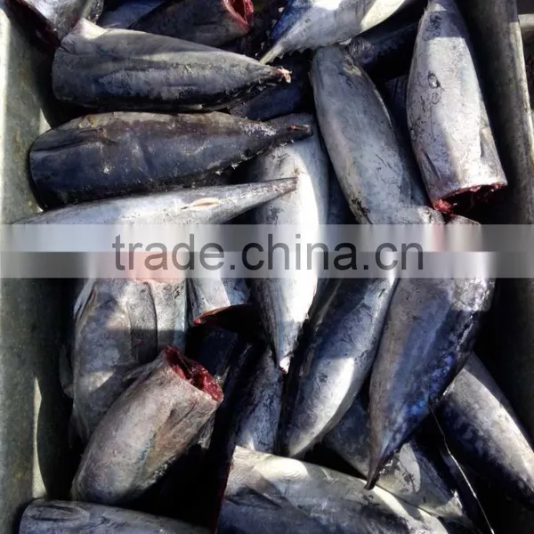 Processing Frozen HGT Bonito Fish photo-3