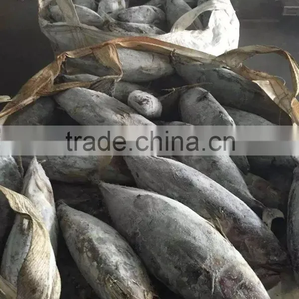 Fresh Frozen Skipjack Whole Round 1.8kg up Sea Frozen in Brine photo-3