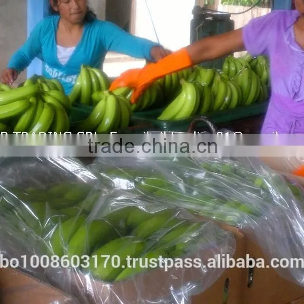 Fresh Bananas photo-3