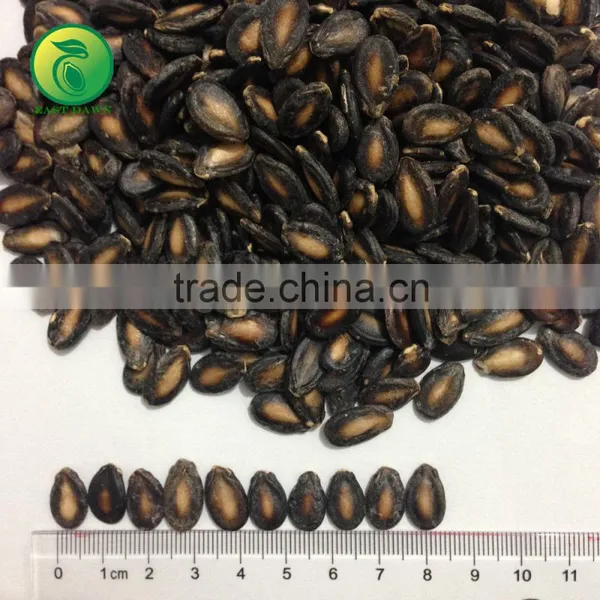Black Seedless Watermelon Seeds Wholesale photo-2
