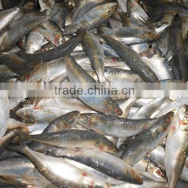Frozen Sardine Fish photo-2