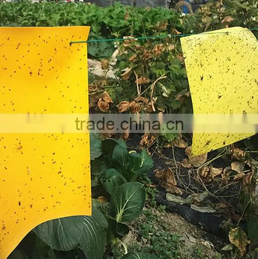 Weather Condition Yellow Sticky Hanging Mosquito ,fly ,insects Plastic Glue Trap