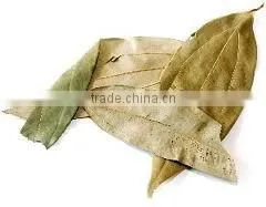 Cinnamon Oil (Cinnamomum Zylanicum) photo-6
