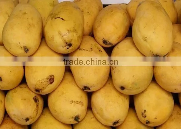 Fresh Chunsa Mango photo-2
