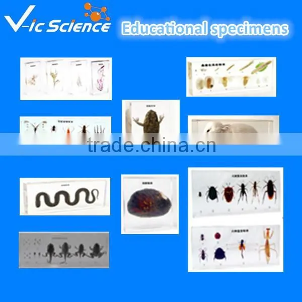 Educational Specimens