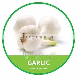 HIGH QUALITY FRESH GARLIC // LY SON GARLIC