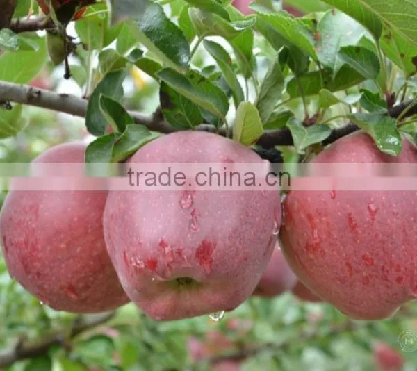 Sweetest Red Color Fresh Fruit Huaniu Apple From China photo-5