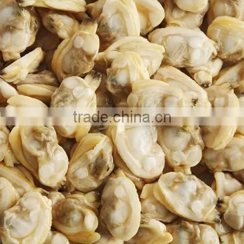 FROZEN CLAM MEAT