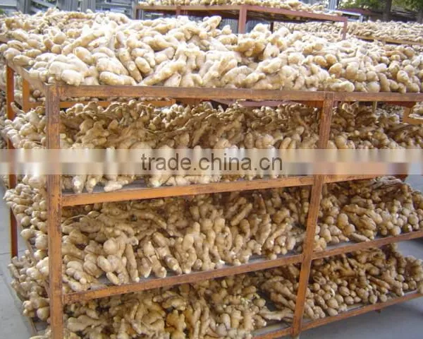 Fresh Ginger Needed photo-6