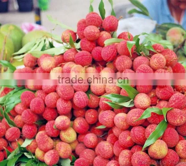 Lychee Fresh Fruit