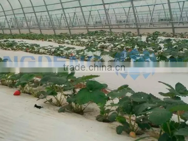 Tunnel Single Span Film Greenhouse photo-2
