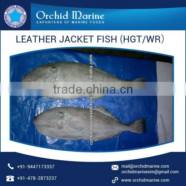 High Protein Filled Leather Jacket Fish at Attractive Price