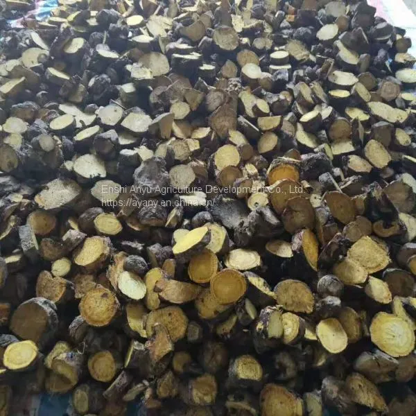Supply Wholesale Rhizomes and Buds of Rhubarb, Horse-radish Rhubarb