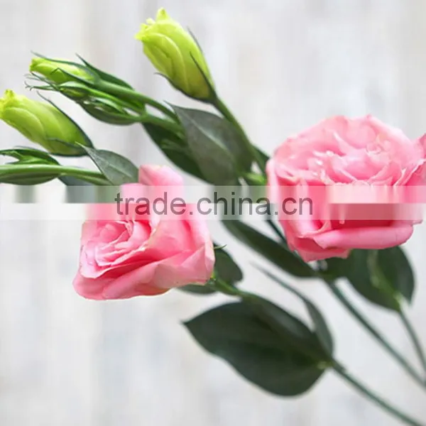 Excellent Quality Best Sell Fresh Cut Colorful Eustomas photo-2