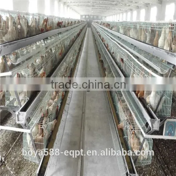 Automatic Brooder Chicken Cage Design For Poultry Chicken Farm photo-3