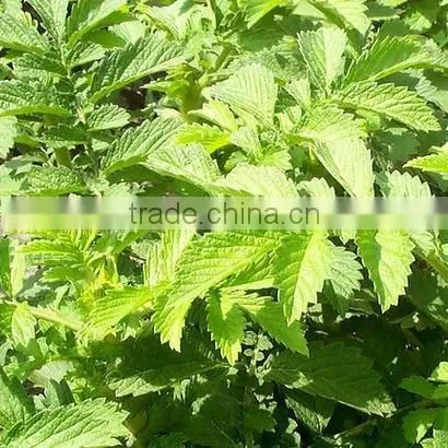 Hairyvein Agrimonia Herb Extract