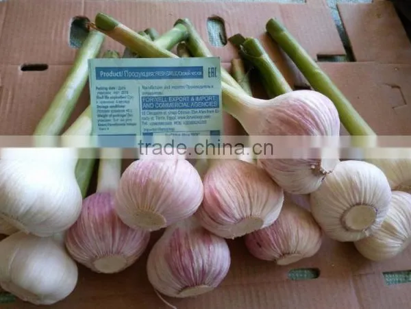 Garlic Type and Fresh Style Fresh White Garlic 2017 photo-2