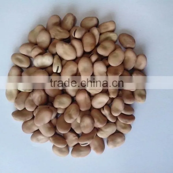 Hot Sale Broad Beans/horse Bean/fava Bean photo-3