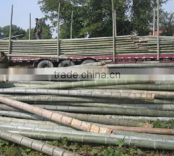 Construction Building Material Bamboo photo-3