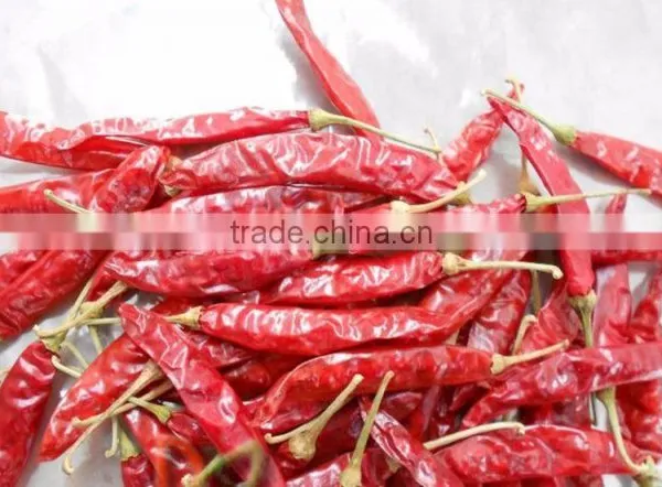 Exporters of Premium Grade Dried Red Chilli for Worldwide Importers photo-5