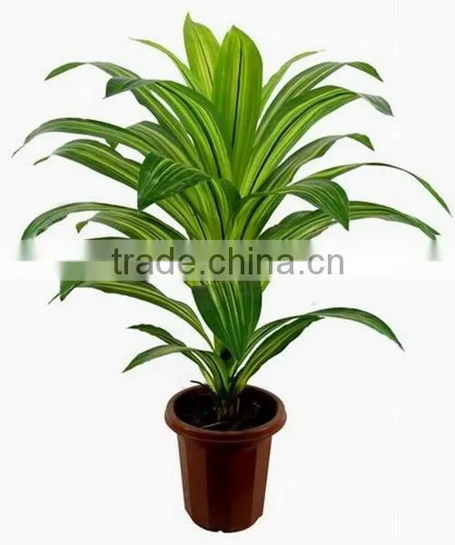 SJ030910 Factory Wholesale Garden Decorative Brazil Wood Plant photo-3