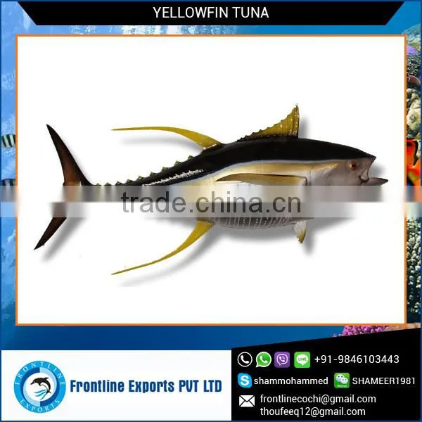 Fresh Yellow Fin Tuna