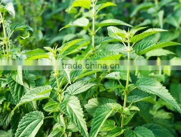 Health Care Nettle Tea for Benign Prostatic Hyperplasia photo-3