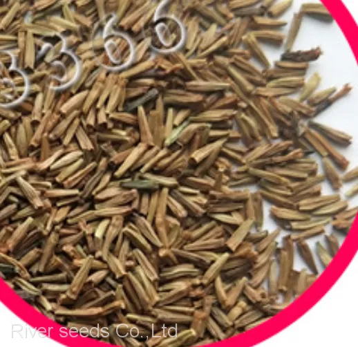 500g Online Sale Mix F1 Bulk Loose African Daisy Gerbera Flower Seeds for Planting photo-2