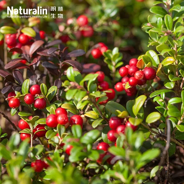 Cranberry Extract photo-4