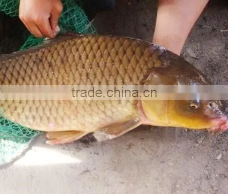 Fish Pond Denitration Probiotics photo-3