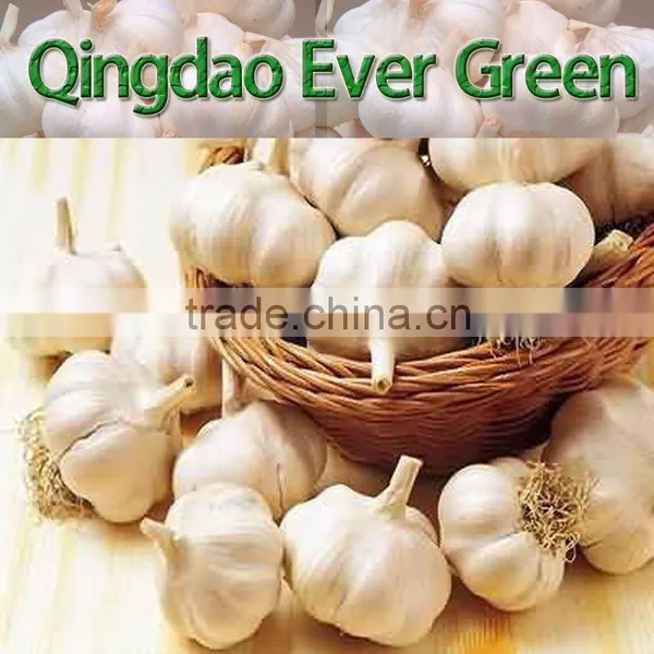 Chinese White Garlic New Crop