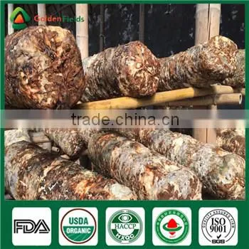 Fresh Style and Cultivated Source Shiitake Mushroom Hotsale Growing Bag photo-3