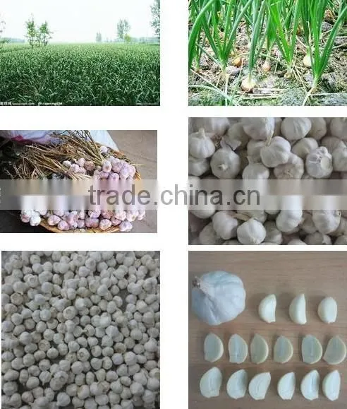 2015 New Season Chinese Garlic Wholesale Fresh Natural Garlic Normal White Garlic Pure White Garlic Purple Garlic photo-4