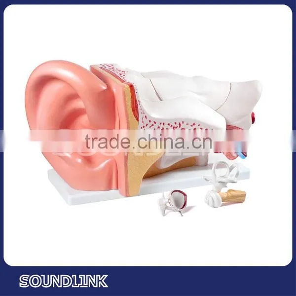 China Soundlink Plastic Human Anatomical Ear Models