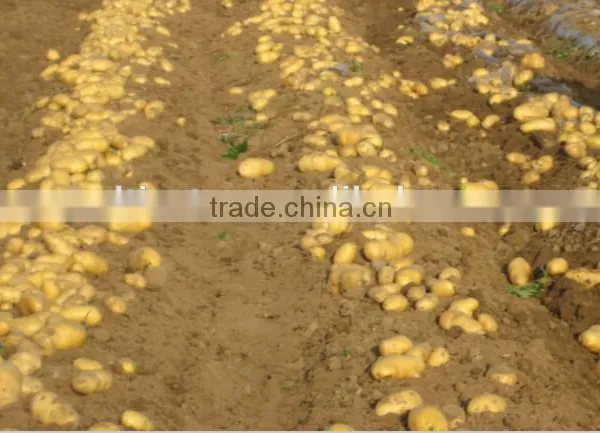 One Row Mini Harvester for Cassava Walking Tractor Drived photo-2