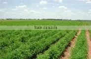 FENUGREEK POWDER photo-3