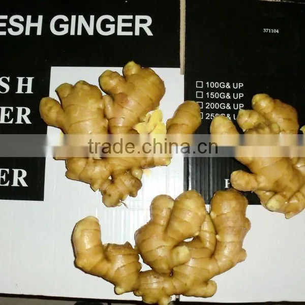 2017 Fresh Ginger photo-3