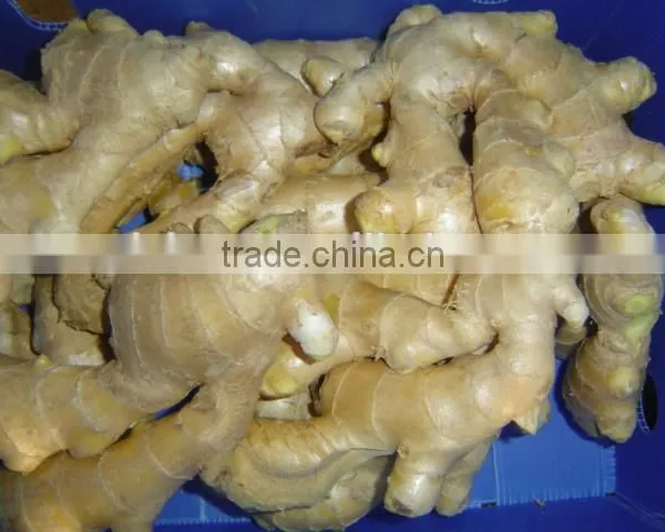Fresh Mature Ginger photo-5