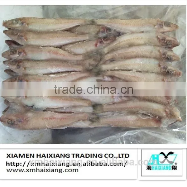 Frozen Silver Sillago Fish photo-3