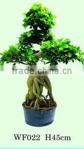Ficus Microcarpa