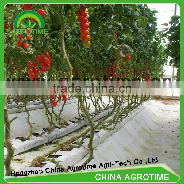 Orchid Tissue Culture For Plant photo-2