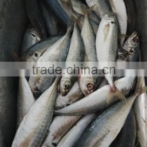 Superior Quality 18CM China Made Frozen Fresh Horse Mackerel photo-4