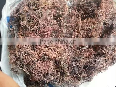 Sell Gracilaria, Eucheuma Spinosum And Eucheuma Cottoni Seaweeds photo-4