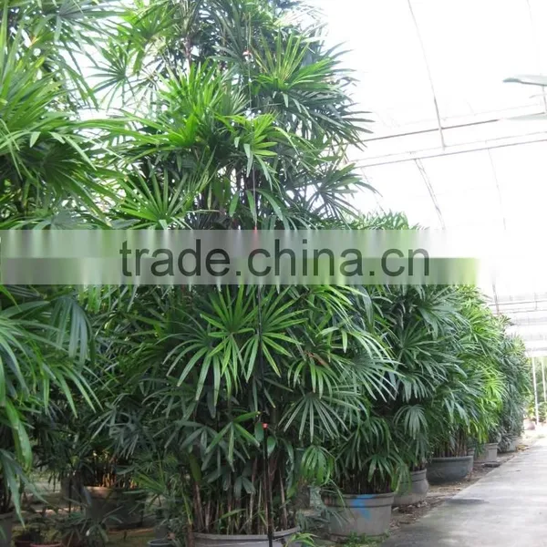 Rhapis Excelsa High 3-5m photo-3