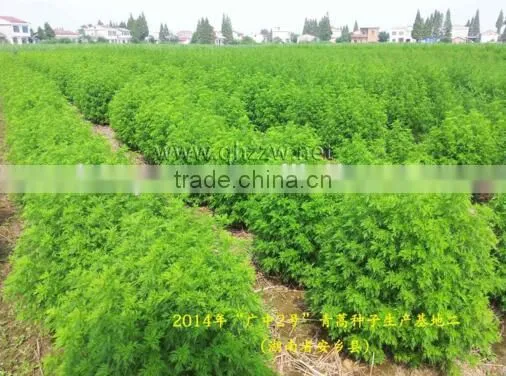 GMP Factory Artemisia Annua Sweet Wormwood Herb Artemisia Carvifolia 98% 99% White Crystalline Powder Cure Malaria photo-4