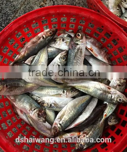 Land Frozen Whole Horse Mackerels for Bait From China 150g + photo-2